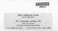 Puccinia caricina image